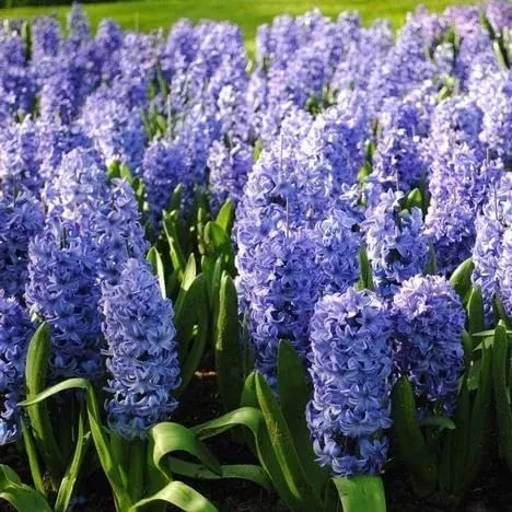 hyacinthus-orientalis-delft-blue-2-hyacinth-bulbs-6-fragrant-perennial-flowers-s Hyacinthus Orientalis ‘Delft Blue’ – 2 Hyacinth Bulbs, 6" Fragrant Perennial Flowers, Spring Bloom, Easy to Grow