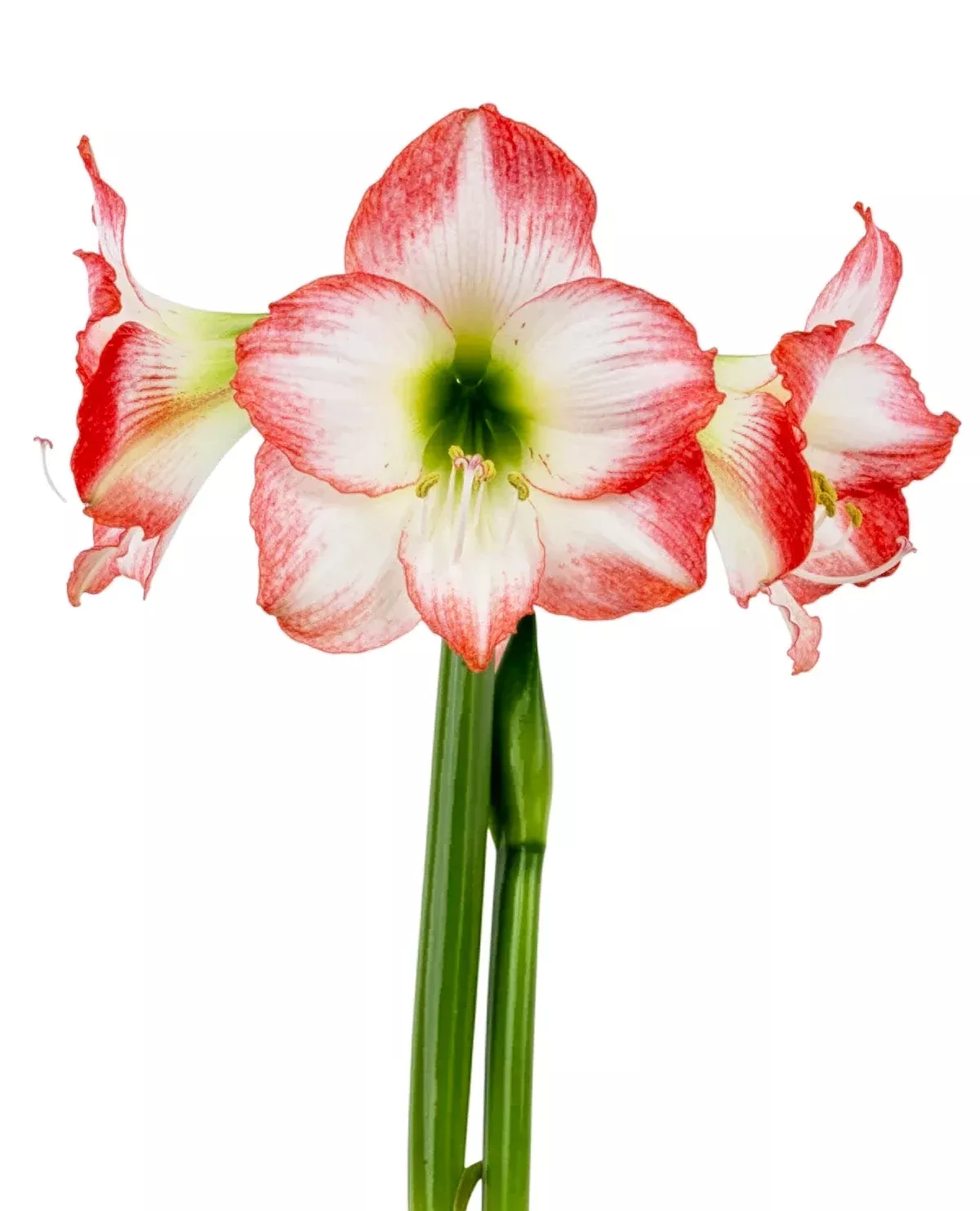 jester-sonata-amaryllis-18-22-cm-bulb Jester Sonata Amaryllis - 18-22 cm bulb