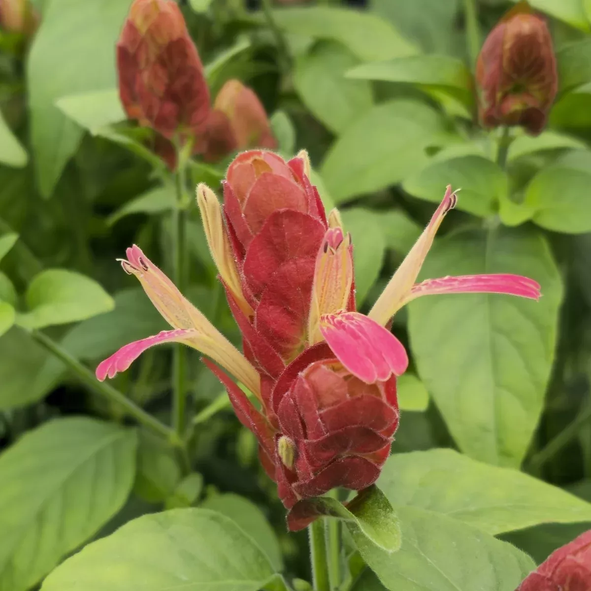justicia-brandegeeana-mexican-shrimp-starter-plant-red-maroon-blooms-5-7-inches- Justicia brandegeeana Mexican Shrimp Starter Plant - Red Maroon Blooms, 5-7 Inches Tall - Tropical Beauty for Gardens & Containers
