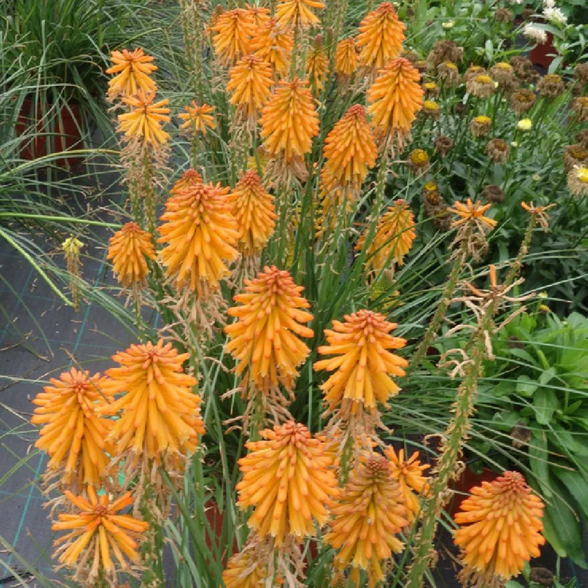 kniphofia-mango-popsicle-1-bare-root-hot-poker-plant-perennial-drought-tolerant- Kniphofia ‘Mango Popsicle’ – 1 Bare Root Hot Poker Plant, Perennial, Drought-Tolerant, Orange Blooms