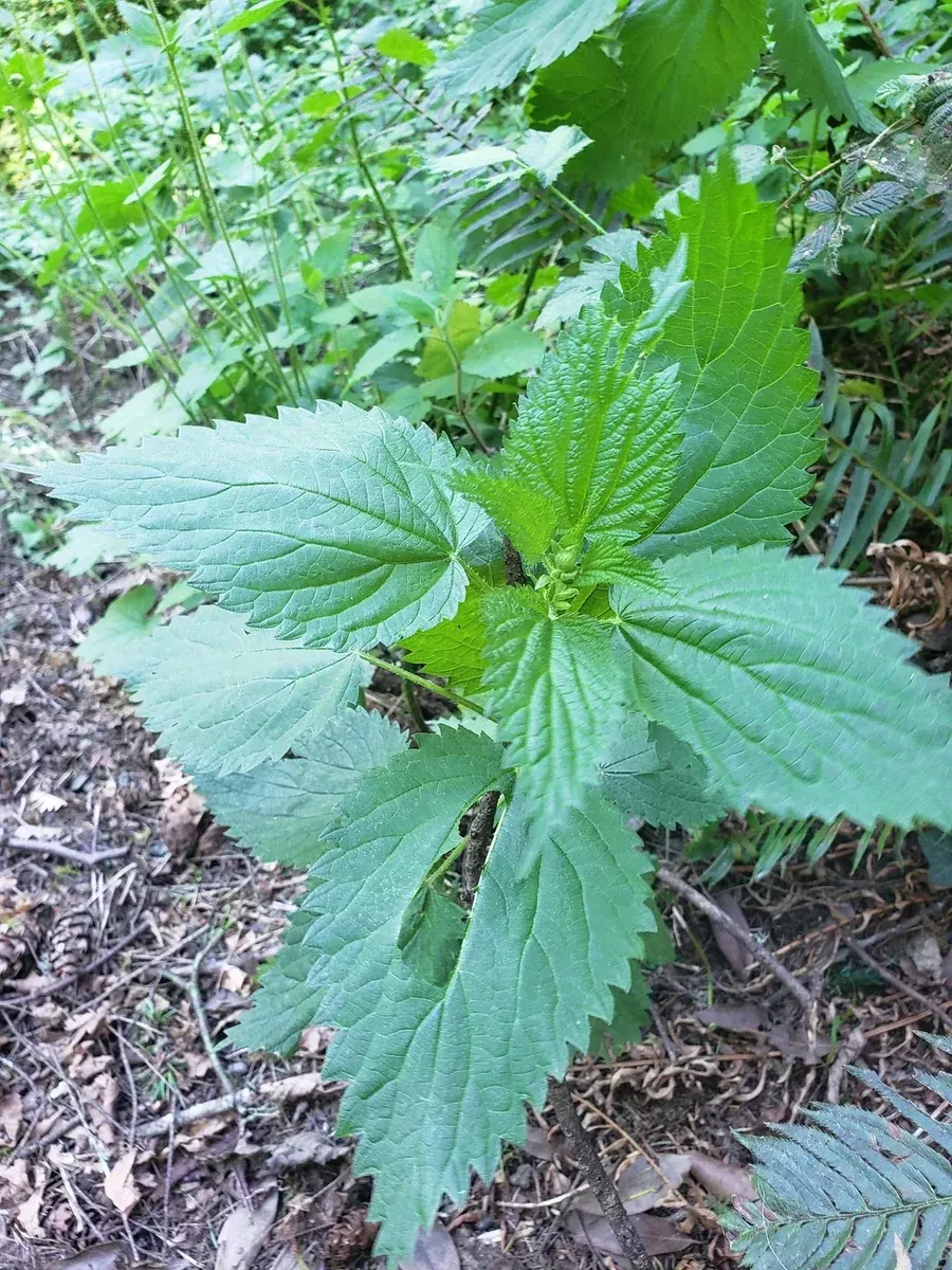 large-wild-stinging-wood-nettle-bareroots-5-pack-laportea-canadensis Large Wild Stinging Wood Nettle Bareroots 5-Pack Laportea canadensis