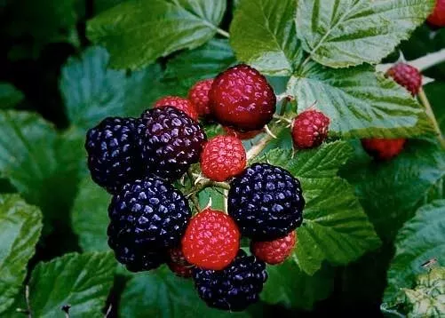 live-black-raspberry-plants-2-pack-organic-wild-fruit-rubus-occidentalis-berry-b Live Black Raspberry Plants 2-Pack Organic Wild Fruit Rubus Occidentalis Berry Berries Homesteading