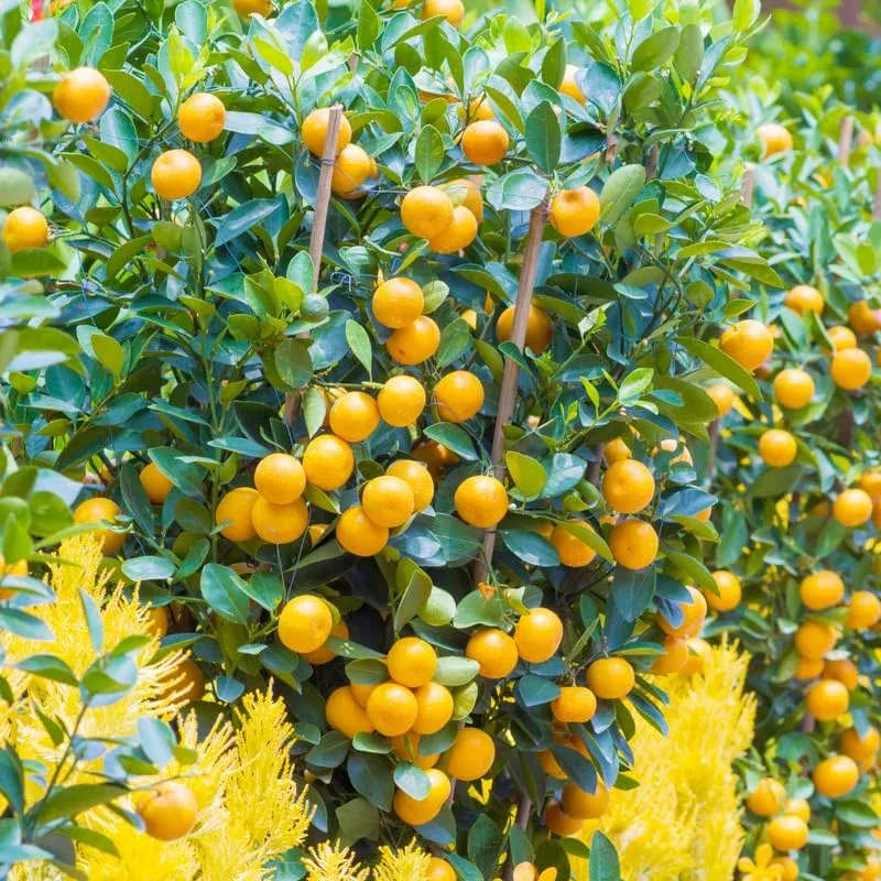 live-calamansi-plant-tree-8-12-inch-seedling-citrus-tree-indoor-outdoor-growing- Live Calamansi Plant Tree | 8-12 inch Seedling | Citrus Tree for Indoor & Outdoor Growing | Tropical Fruit