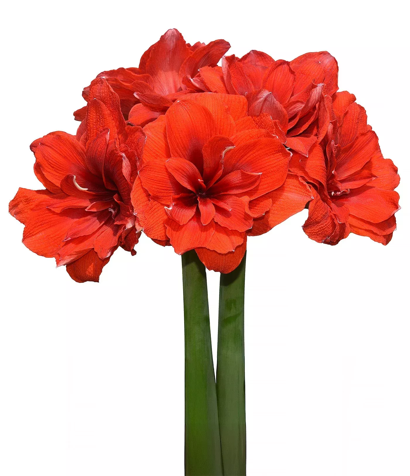 malaga-amaryllis-28-32-cm-bulb Malaga Amaryllis - 28-32 cm bulb