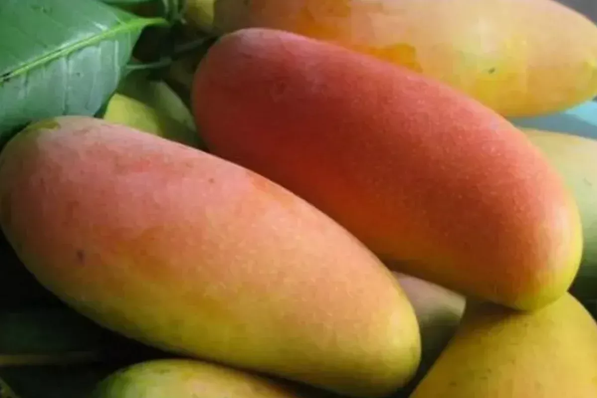 mango-mahachanok-starter-plant-seedling-12-24-tall-live-fruit-tree-sweet-tangy-f Mango Mahachanok Starter Plant Seedling - 12’-24’ Tall Live Fruit Tree - Sweet, Tangy, Fiber-Free Mangoes for Garden or Landscape