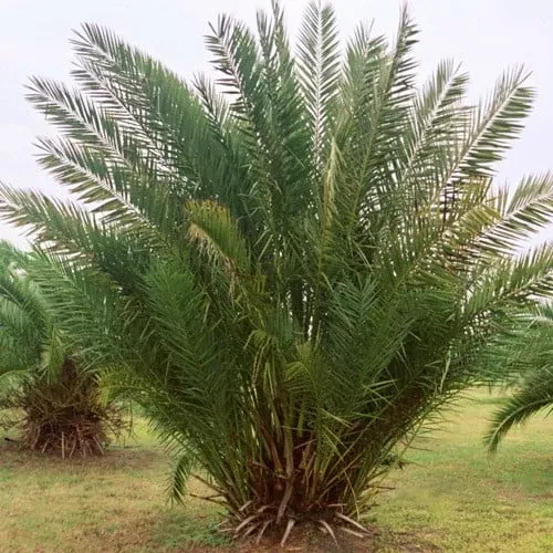 medjool-date-palm-tree-7-potted-5-years-old-phoenix-dactylifera-1-live-starter-p Medjool Date Palm Tree - 7" Potted, 5+ Years Old, Phoenix Dactylifera, 1 Live Starter Plant, 38"+ Tall - Edible & Ornamental