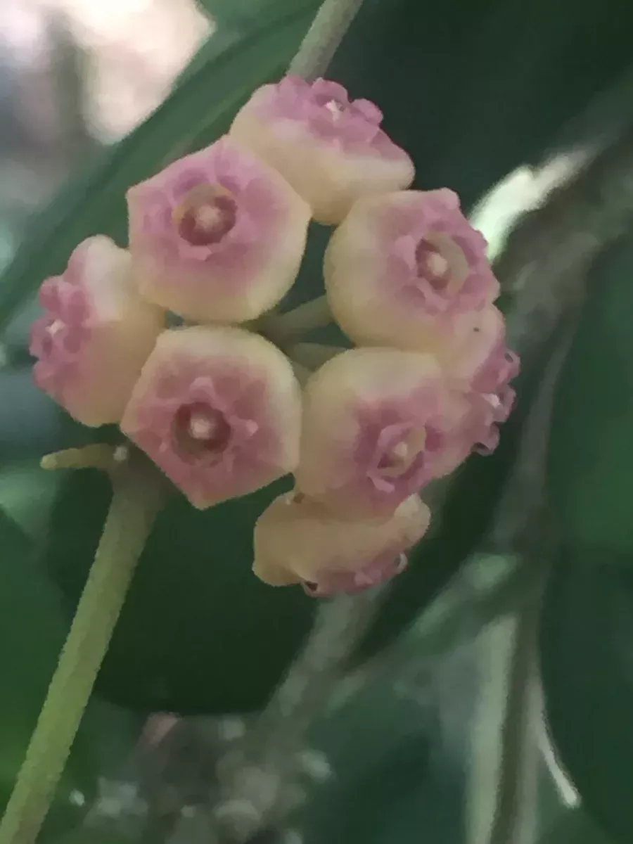 Miniature Hoya Plants 2" Pot - Hoya heuschekeliana, Two Rooted Variegated Houseplants