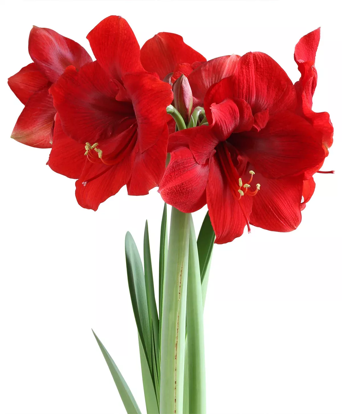 miracle-symphony-amaryllis Miracle Symphony Amaryllis