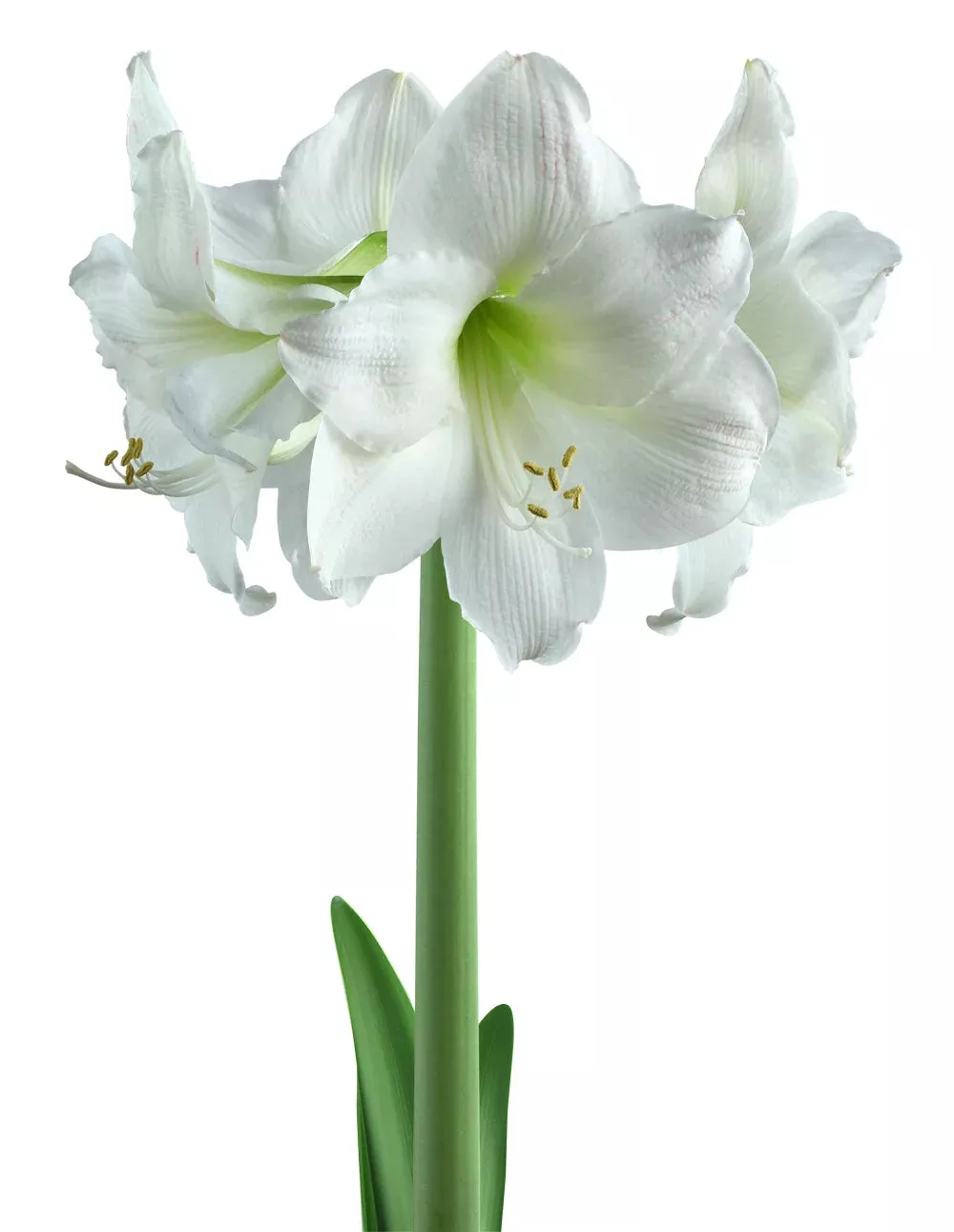 Mount Blanc Amaryllis - 22-26 cm bulb