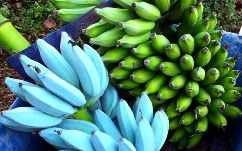 musa-ice-cream-blue-java-banana-tree-small-rooted-starter-plant-live-banana-plan Musa Ice Cream (Blue Java) Banana Tree – Small Rooted Starter Plant – Live Banana Plant