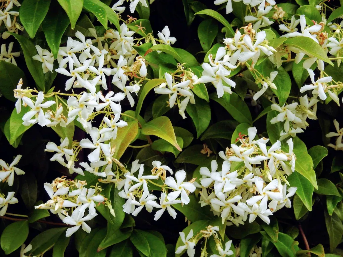 night-blooming-jasmine-cestrum-nocturnum-6-10-tall-potted-live-plant-fragrant-fl Night Blooming Jasmine - Cestrum Nocturnum - 6-10” Tall Potted Live Plant, Fragrant Flowers, Perfect for Gardens