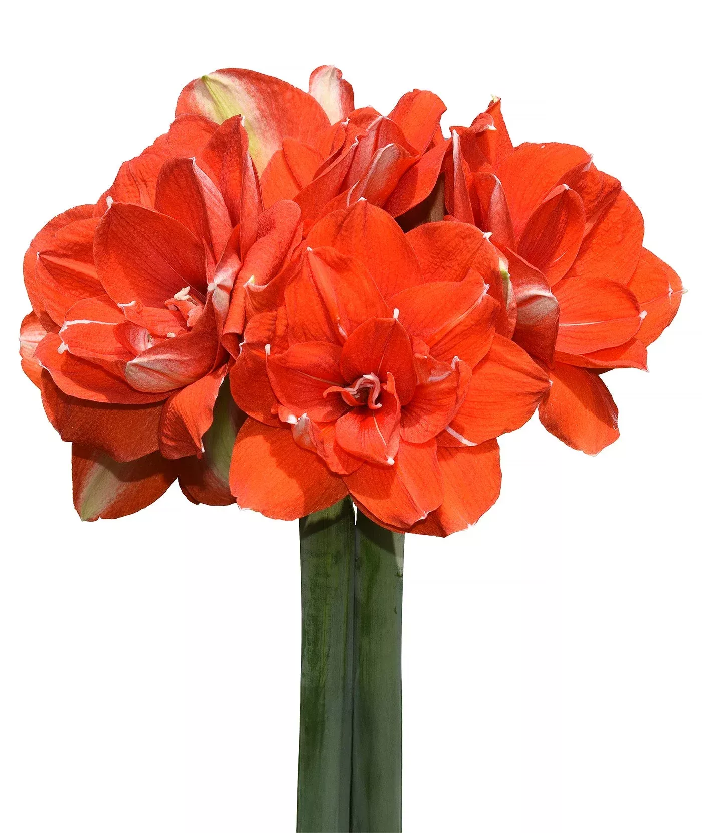 nyora-amaryllis-28-32-cm-bulb Nyora Amaryllis - 28-32 cm bulb