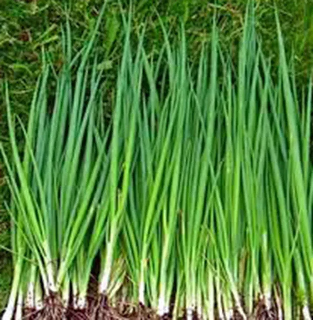 onion-seeds-500-heirloom-tokyo-long-white-non-gmo-ideal-salads-allium-fistulosum Onion Seeds, 500+ Heirloom Tokyo Long White, Non-GMO, Ideal for Salads, Allium fistulosum