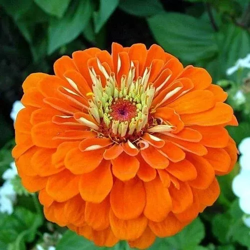 orange-king-zinnia-zinnia-elegans-seeds-vibrant-orange-blooms-summer-gardens Orange King Zinnia (Zinnia elegans) Seeds – Vibrant Orange Blooms for Summer Gardens