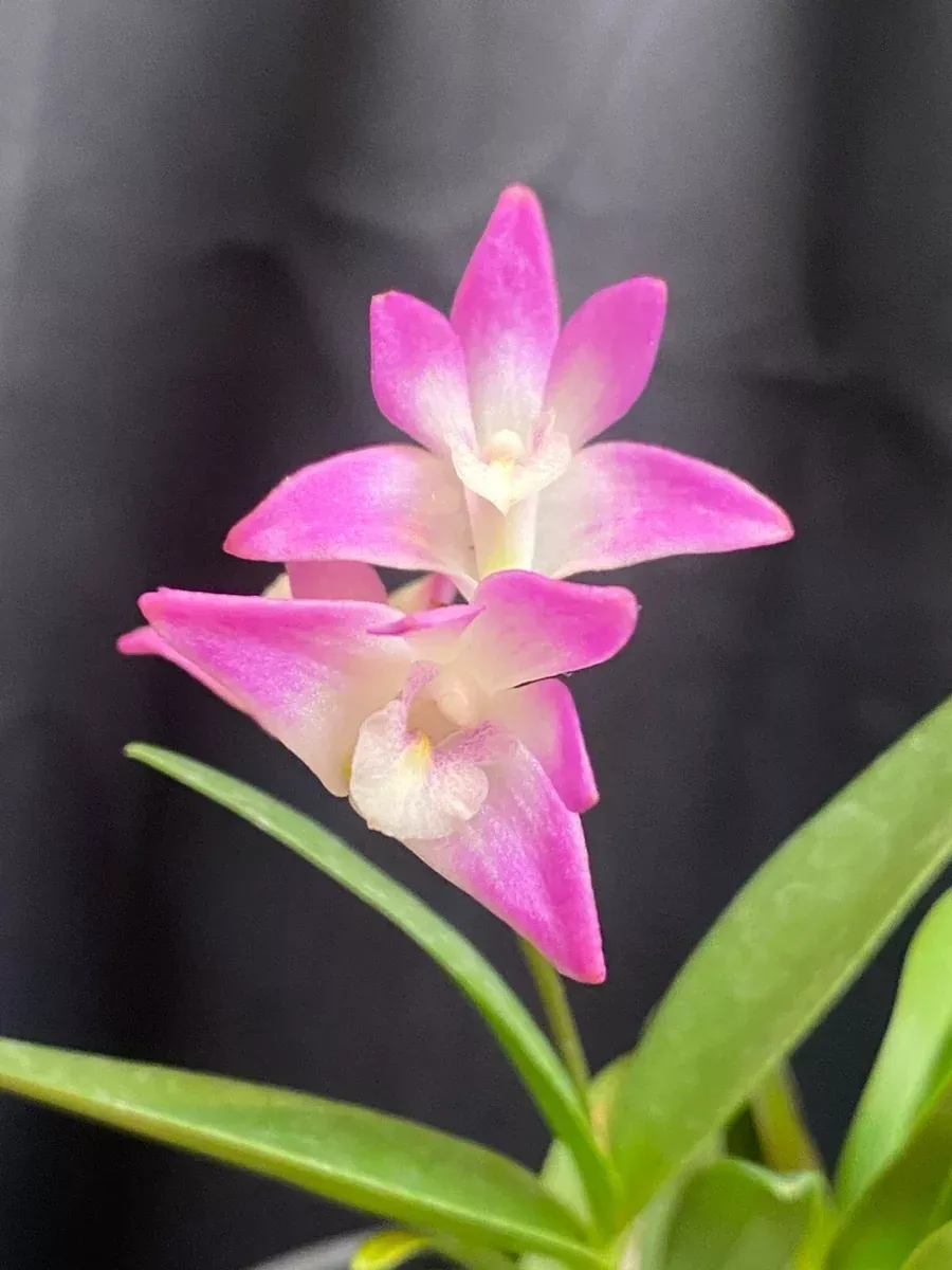 Orchid Plant Dendrobium kingianum Fragrant Blooming Size 4" Pot
