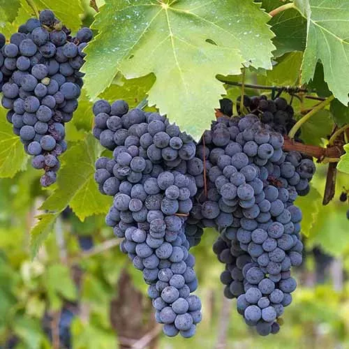 organic-concord-grape-cuttings-12-hardy-perennial-vine-rooting-perfect-jam-juice Organic Concord Grape Cuttings - 12+ Hardy, Perennial Vine for Rooting, Perfect for Jam and Juice