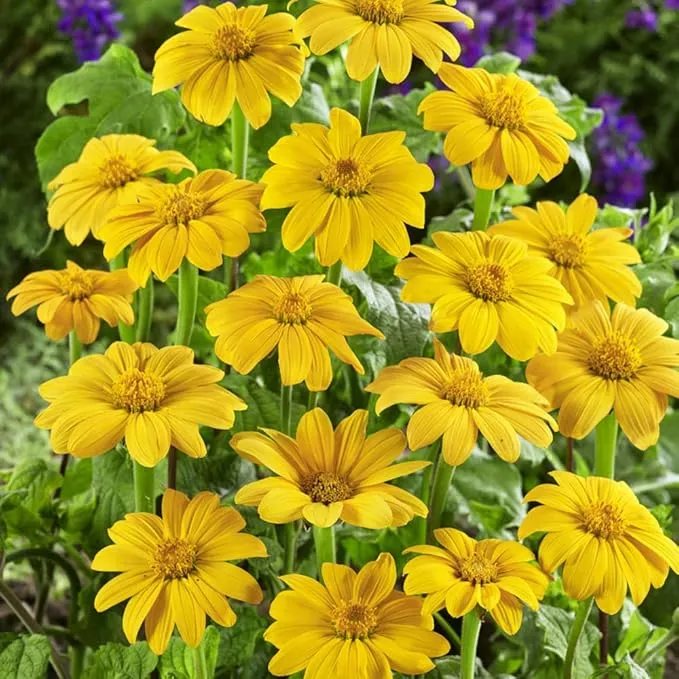 outsidepride-yellow-torch-mexican-sunflower-seeds-500-pcs-annual-easy-to-grow-ye Outsidepride Yellow Torch Mexican Sunflower Seeds - 500 Pcs Annual, Easy-to-Grow, Yellow Tithonia Speciosa Flower Seeds w/Drought-Tolerant Blooms for Pollinator Gardens & Vibrant Summer Landscaping
