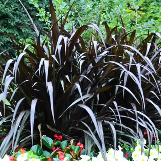 pack-3-fountain-grass-plants-live-5-9-inch-tall-ornamental-grasses-live-plants-p Pack 3 Fountain Grass Plants Live, 5-9 Inch Tall, Ornamental Grasses Live Plants Perennial, Well-Rooted Perennial Grass Clumps (Mix Fountain Grass)