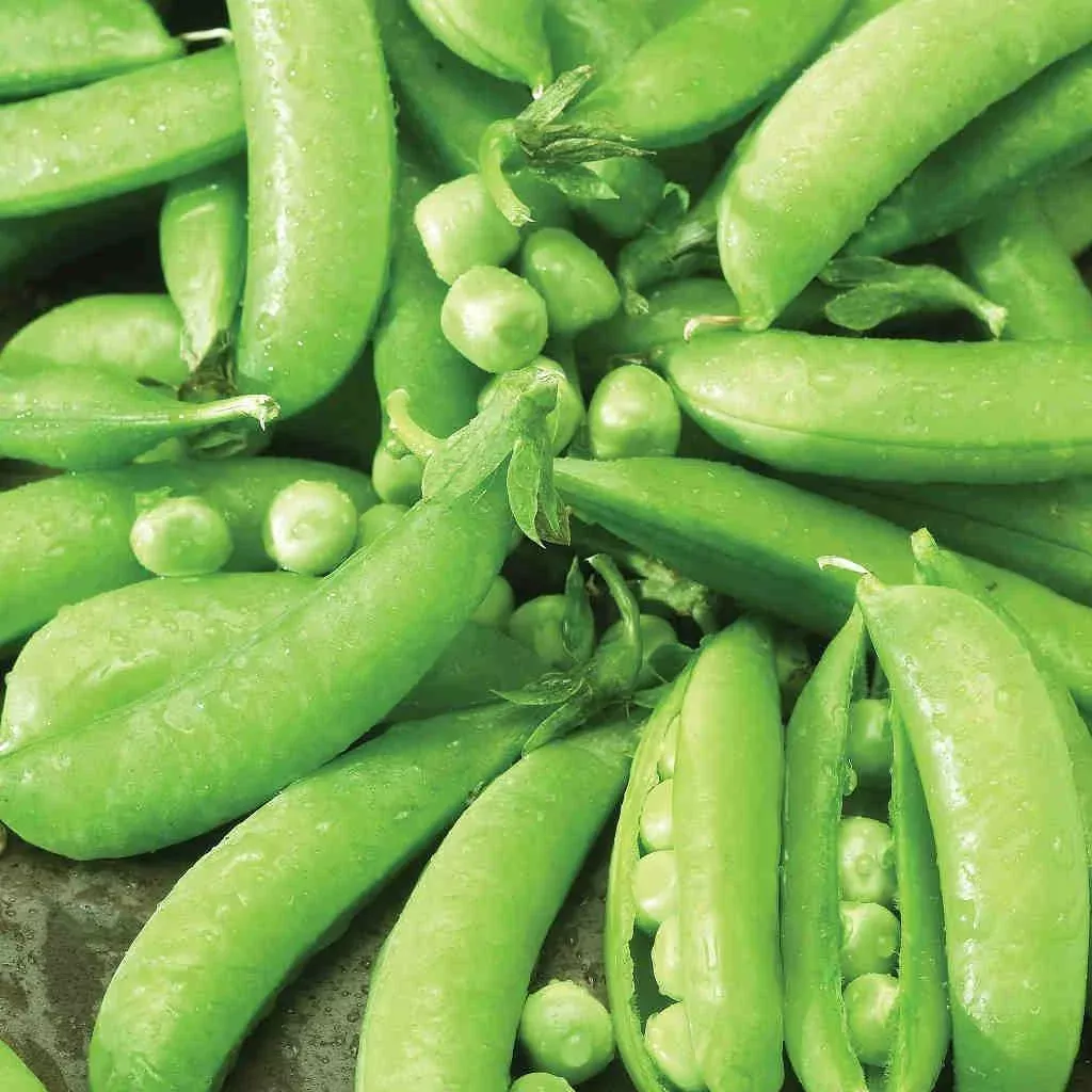 pea-edible-pod-sugar-snap-seeds-5g-planting-heirloom-variety-sweet-crisp-high-yi Pea Edible Pod Sugar Snap Seeds – 5g for Planting, Heirloom Variety, Sweet & Crisp, High Yield, Cold Hardy, Climbing Vine, Garden Container