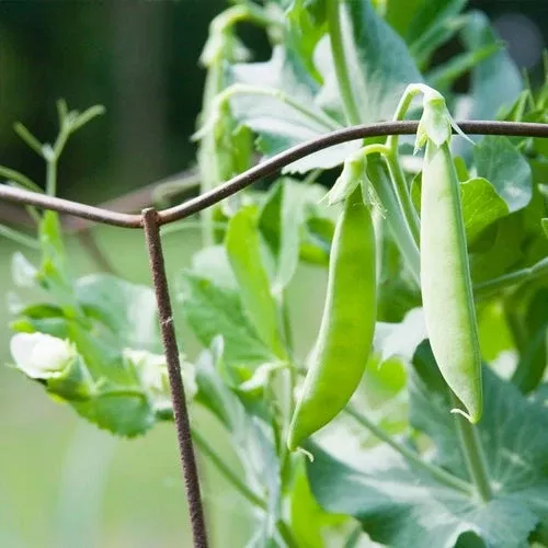 pea-snow-dwarf-sugar-grey-seeds-5g-planting-heirloom-variety-sweet-crisp-high-yi Pea Snow Dwarf Sugar Grey Seeds – 5g for Planting, Heirloom Variety, Sweet & Crisp, High Yield, Cold Hardy, Garden Container