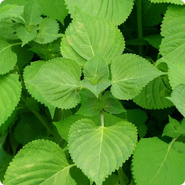 perilla-shiso-korean-perilla-herb-seeds-500mg-perilla-frutescens-non-gmo-aromati Perilla Shiso Korean Perilla Herb Seeds 500mg | Perilla frutescens | Non-GMO, Aromatic, Green Leaf, Korean Cooking, Medicinal Herb