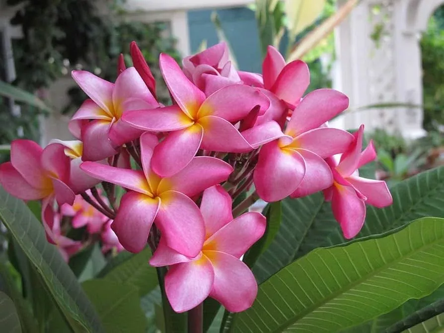 pink-hawaiian-plumeria-fresh-cutting-no-root-ready-to-plant-tropical-frangipani- Pink Hawaiian Plumeria Fresh Cutting - No Root, Ready to Plant - Tropical Frangipani for Gardens