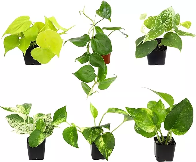 plentiful-pothos-philodendron-6-pack-pothos-live-plant-decor-office-plants-real- Plentiful Pothos & Philodendron (6-Pack), Pothos Live Plant Decor, Office Plants, Real Plants, Easy Indoor Plant, House Plants Indoors Live Plants Indoor Plants Live Houseplants by Plants for Pets