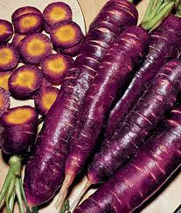purple-haze-carrot-seeds-1000-non-gmo-hybrid-seeds-unusual-tasty-sweet-flavor-da Purple Haze Carrot Seeds - 1000+ Non-GMO Hybrid Seeds, Unusual Tasty & Sweet Flavor (Daucus carota)