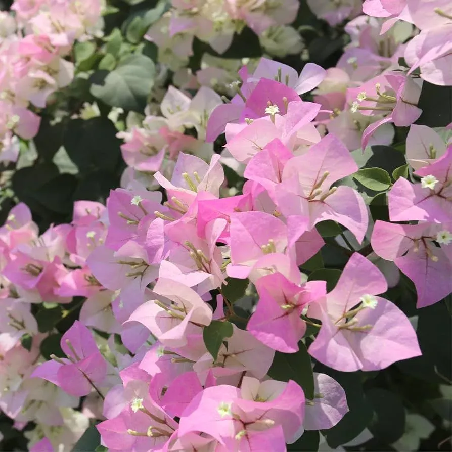 rare-double-petal-white-pink-bougainvillea-cuttings-3-fresh-3-5-climbing-plant-m Rare Double Petal White Pink Bougainvillea Cuttings - 3 Fresh, 3-5", Climbing Plant, Medium Fragrance, Summer to Winter Blooms