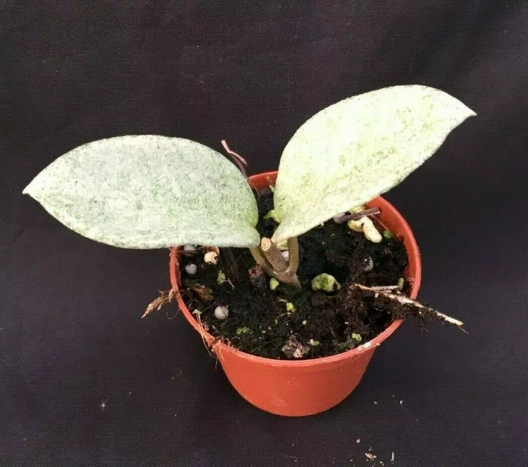 Rare Hoya Carnosa 'Nova Ghost' Rooted Plant 2.5" Pot