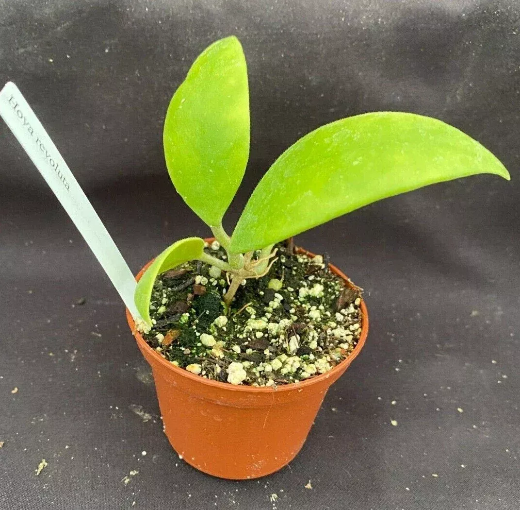 Rare Hoya Revoluta Rooted Plant 2.5" Pot
