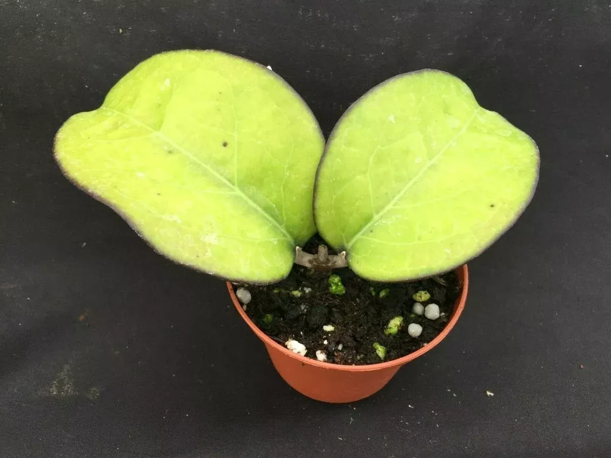 Rare Hoya vitellina Rooted Plant 3" Pot