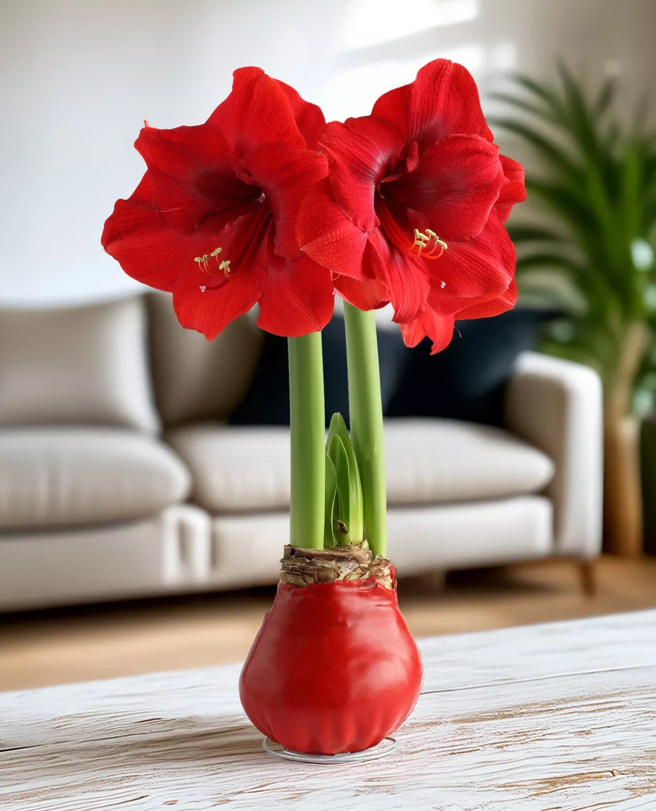 red-waxed-amaryllis-bulb-with-red-flower Red Waxed Amaryllis Bulb with Red Flower