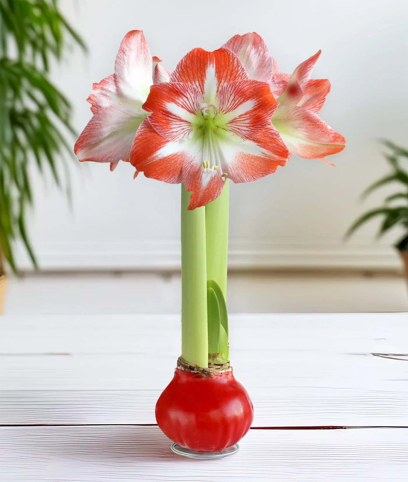 red-waxed-amaryllis-bulb-with-red-white-striped-flower Red Waxed Amaryllis Bulb with Red and White Striped Flower