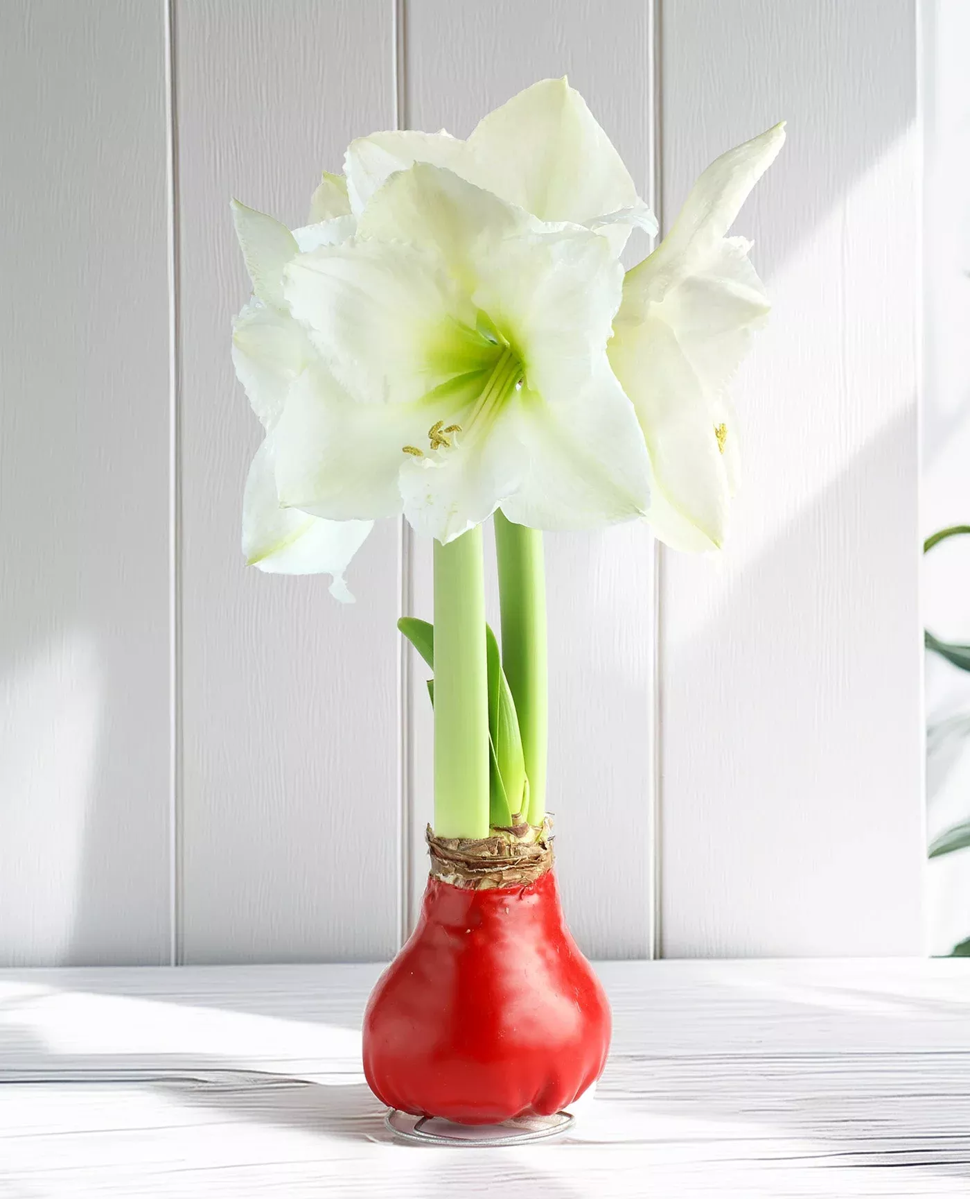 red-waxed-amaryllis-bulb-with-white-flower Red Waxed Amaryllis Bulb with White Flower