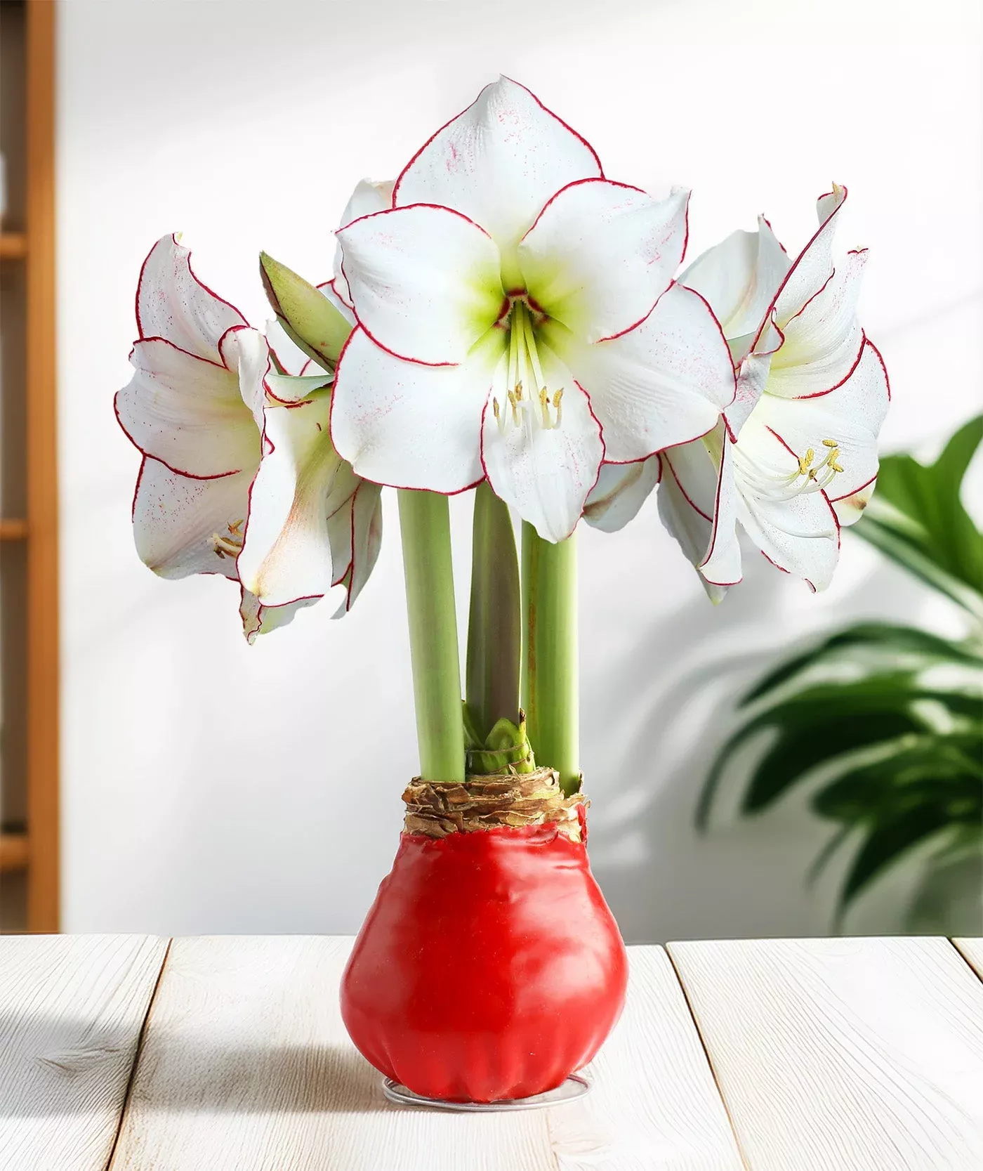 red-waxed-amaryllis-with-picasso-flower Red Waxed Amaryllis with Picasso Flower