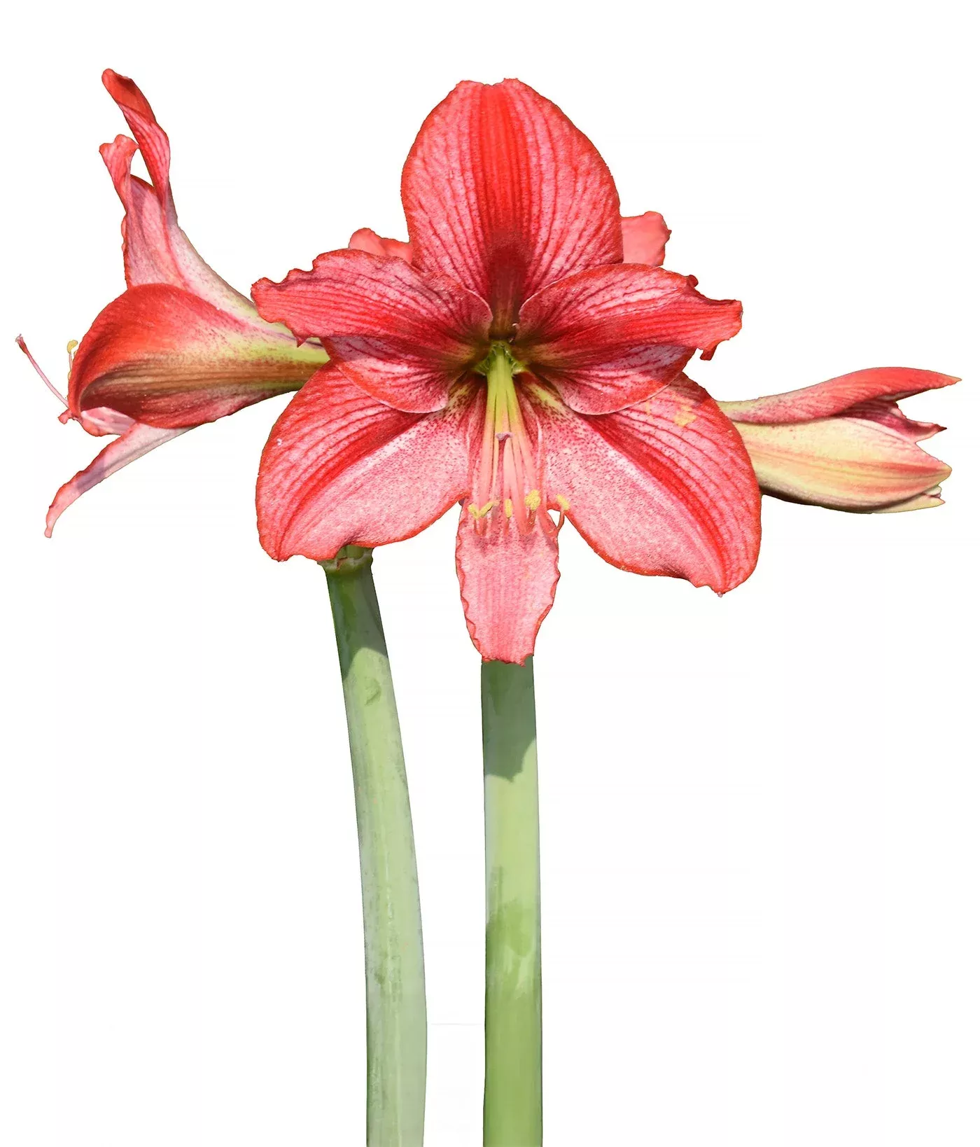 revelation-amaryllis-28-32-cm-bulb Revelation Amaryllis - 28-32 cm bulb