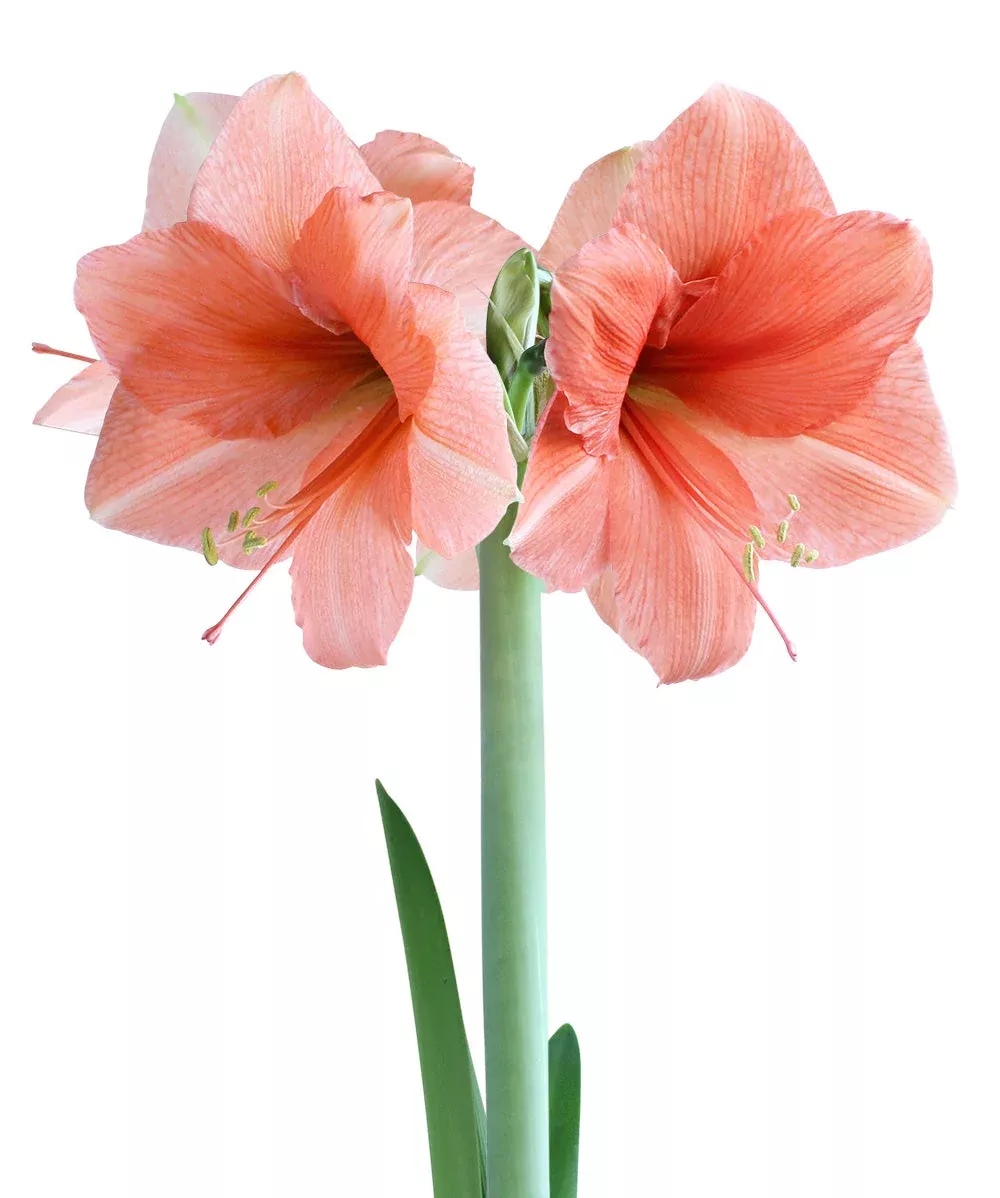 rilona-amaryllis-22-26-cm-bulb Rilona Amaryllis - 22-26 cm bulb