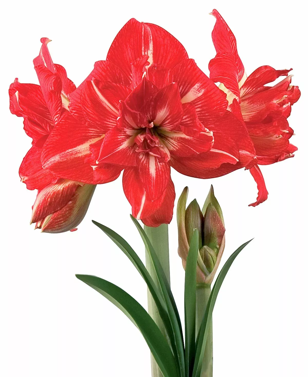 rock-n-roll-symphony-amaryllis-22-26-cm-bulb Rock n' Roll Symphony Amaryllis - 22-26 cm bulb