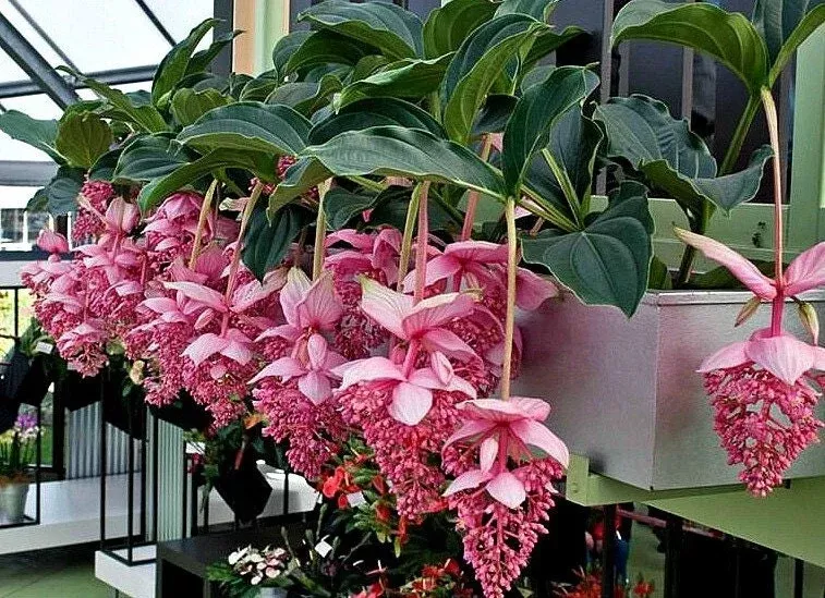 royal-chandelier-medinilla-malaysian-orchid-live-starter-plant-rare-pink-blooms- Royal Chandelier Medinilla Malaysian Orchid - Live Starter Plant- Rare, Pink Blooms - Indoor/Outdoor, Well Rooted, Cacti & Succulent
