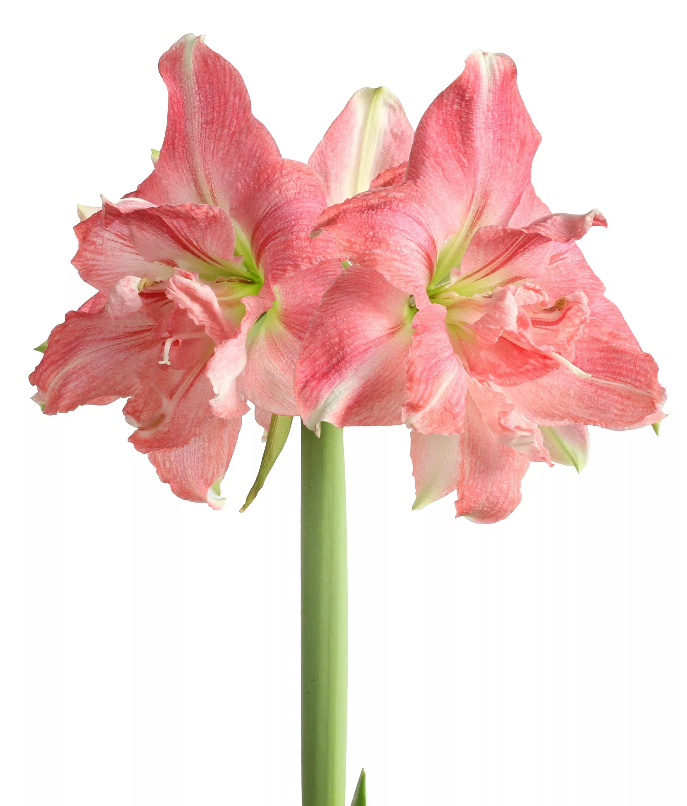 rozetta-symphony-amaryllis Rozetta Symphony Amaryllis