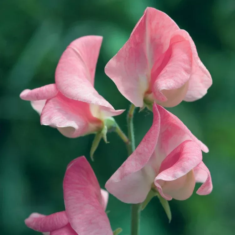 Sally Ann Sweet Pea Seeds – 50+ Creamy White Blooms – Elegant Climbing Flower Vine for Bouquets, Trellises, Cottage Gardens & Arches – USA