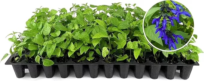 salvia-black-blue-plants-3-live-seedlings-salvia-guaranitica-hummingbird-magnet- Salvia Black & Blue Plants | 3 Live Seedlings | Salvia guaranitica | Hummingbird Magnet Perennial | Deep Blue Flowering Border Plant