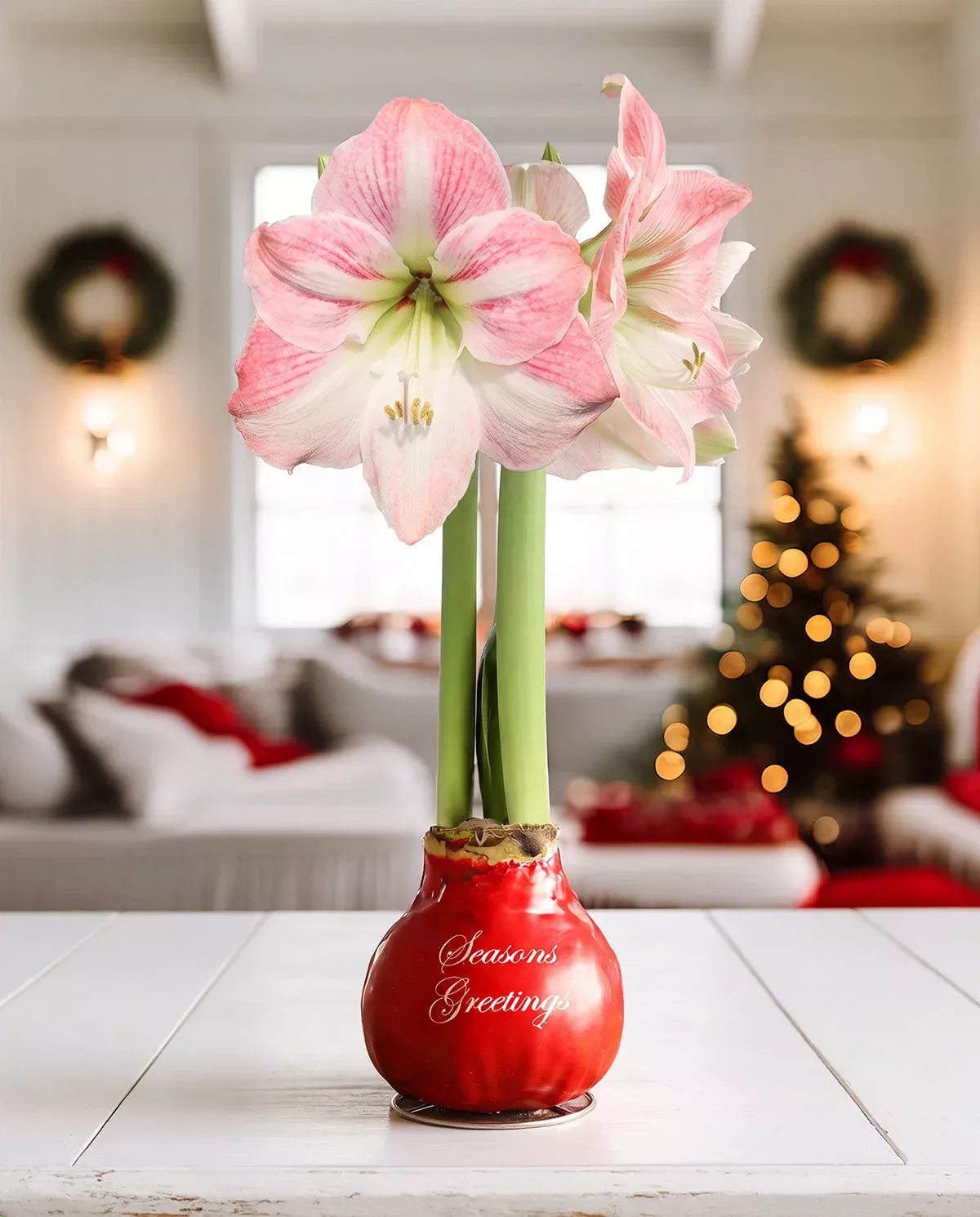 season-s-greetings-red-waxed-amaryllis-bulb-with-pink-flower "Season's Greetings" Red Waxed Amaryllis Bulb with Pink Flower