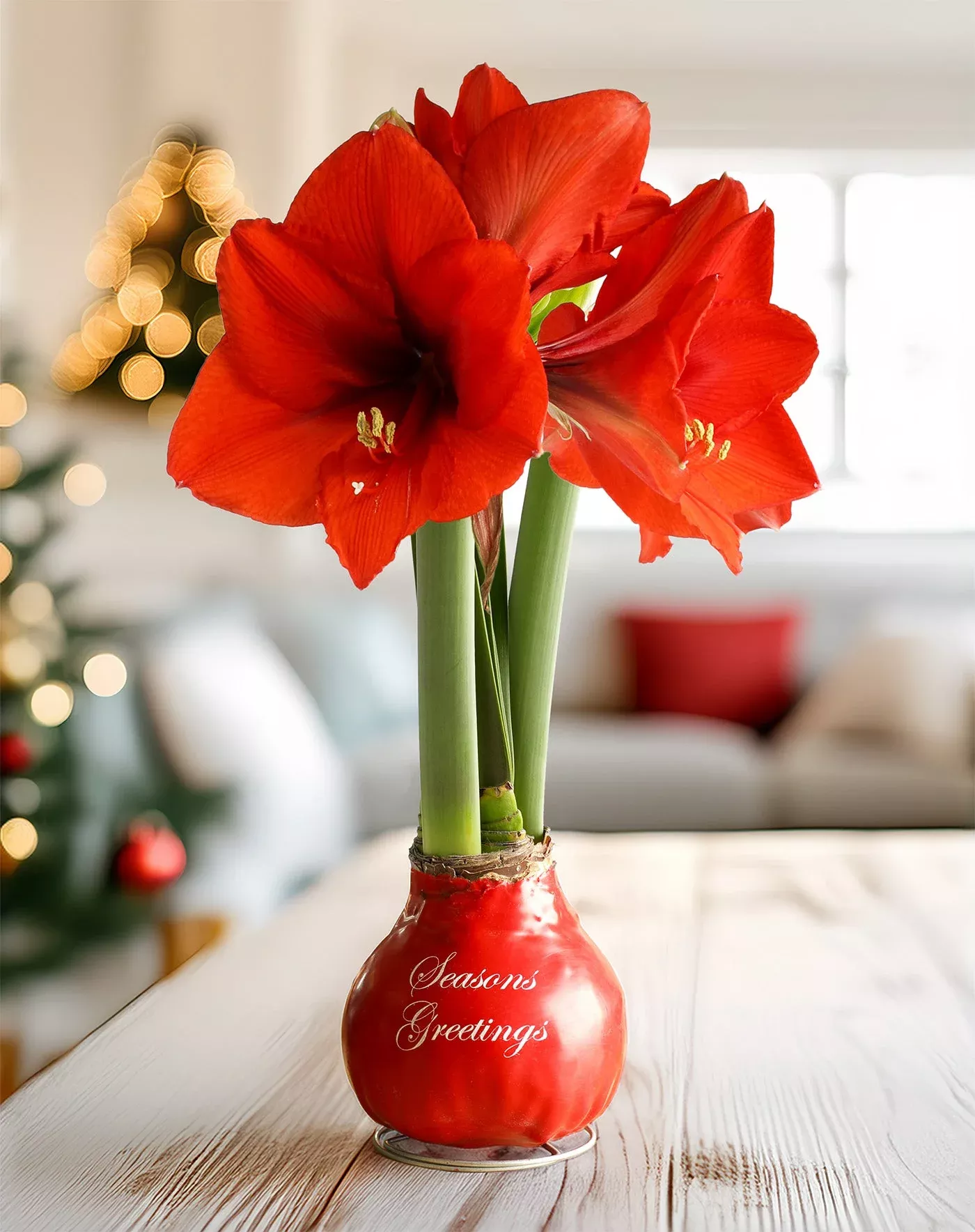 season-s-greetings-red-waxed-amaryllis-bulb-with-red-flower "Season's Greetings" Red Waxed Amaryllis Bulb with Red Flower