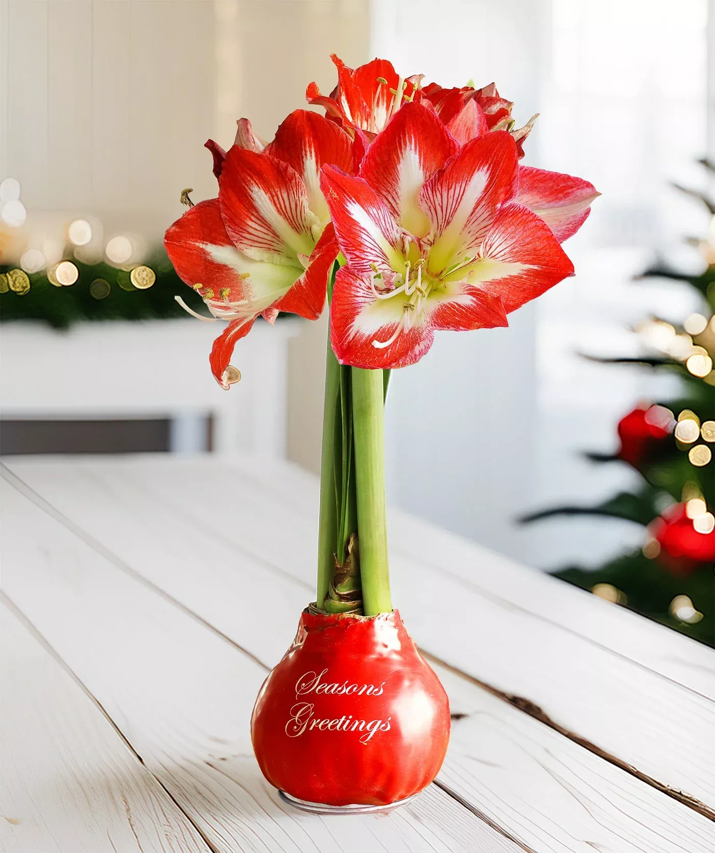 season-s-greetings-red-waxed-amaryllis-with-red-white-striped-flower "Season's Greetings" Red Waxed Amaryllis with Red and White Striped Flower