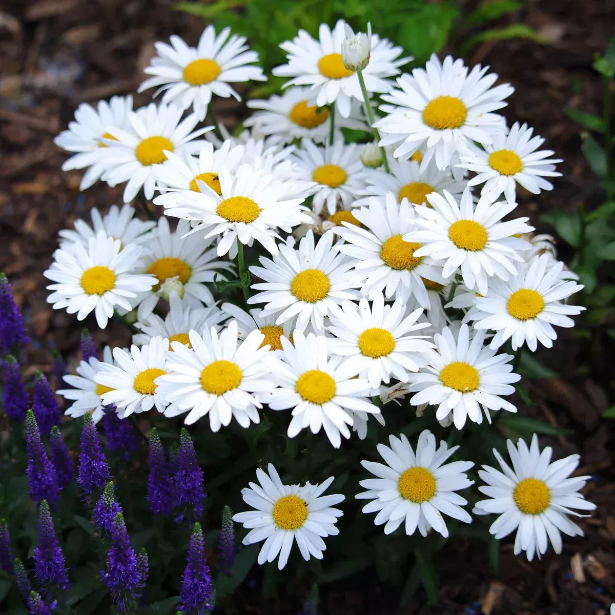 Shasta Daisy Seeds – Leucanthemum superbum – 100mg (~100 Seeds), White Perennial Blooms, Pollinator Friendly, Cottage Garden Classic