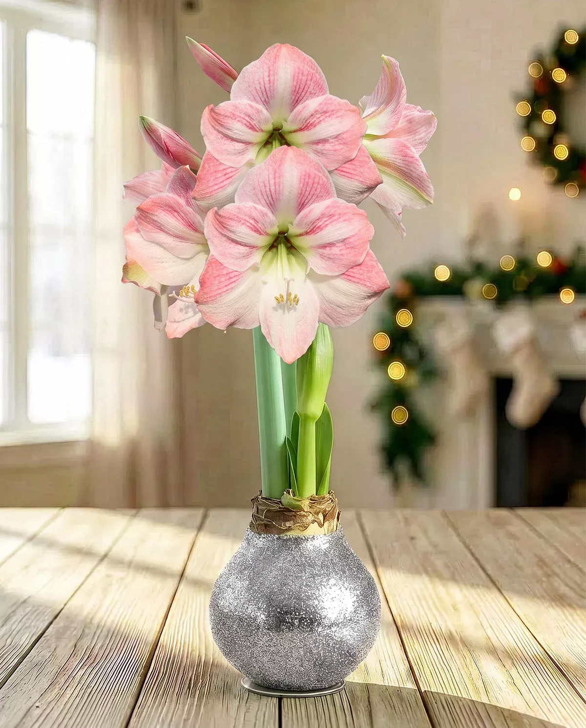 silver-glitter-waxed-amaryllis-with-pink-flower Silver Glitter Waxed Amaryllis with Pink Flower