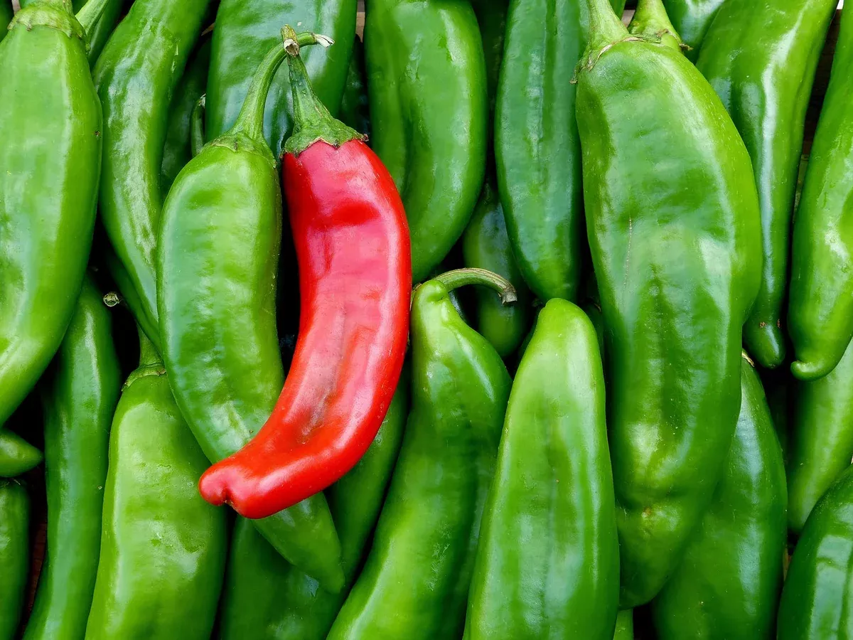 sonora-mild-hot-pepper-seeds-250mg-capsicum-annuum-non-gmo-heirloom-mild-heat-hi Sonora Mild Hot Pepper Seeds 250mg | Capsicum annuum | Non-GMO, Heirloom, Mild Heat, High-Yield, Perfect for Salsas, Roasting, and Cooking