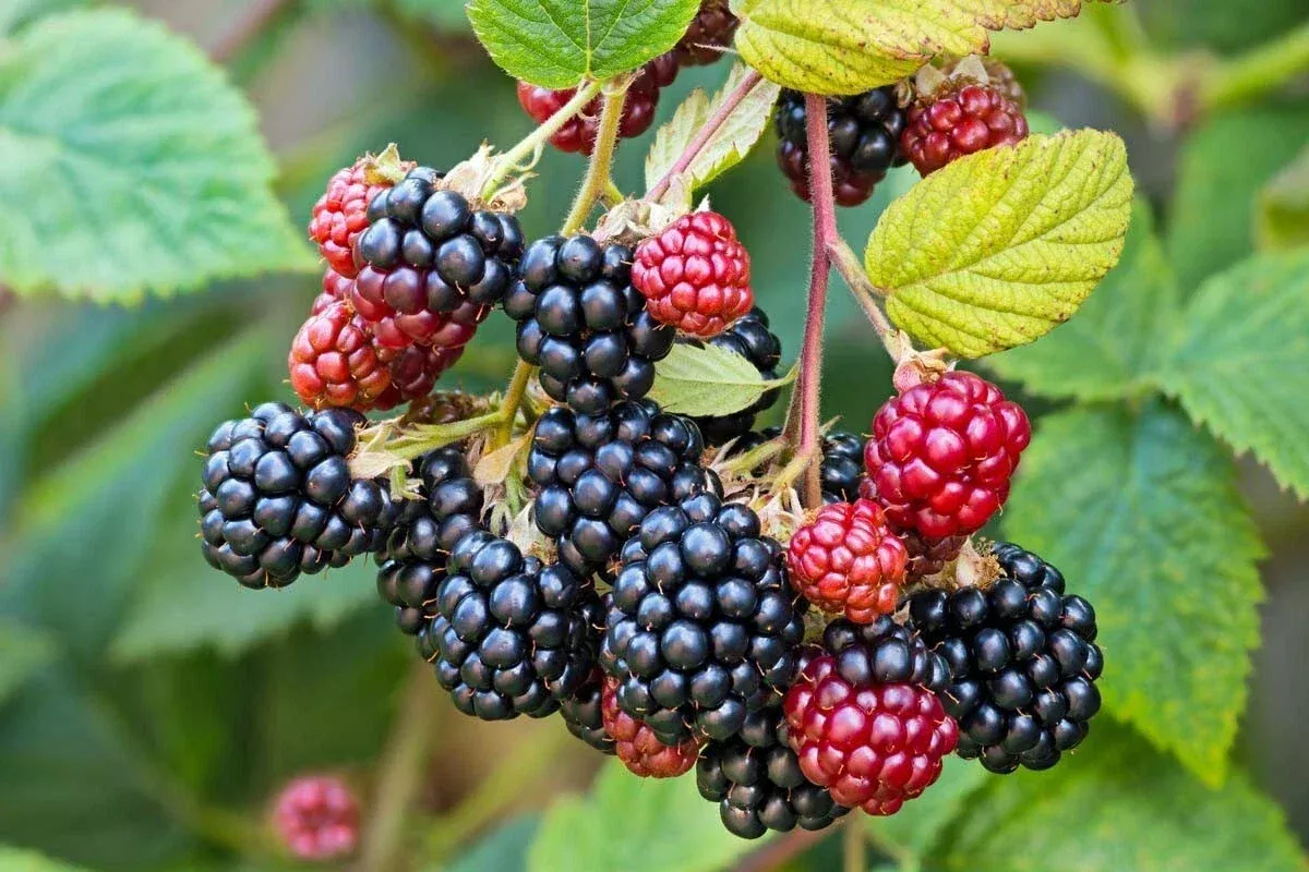 southern-wild-blackberry-bush-live-starter-plants-3-pack-bare-root-fruit-berries Southern Wild Blackberry Bush Live Starter Plants 3-Pack Bare Root Fruit Berries Rubus trivialis